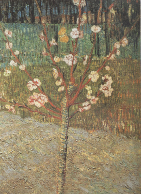 Almond Tree in Blossom (nn04)